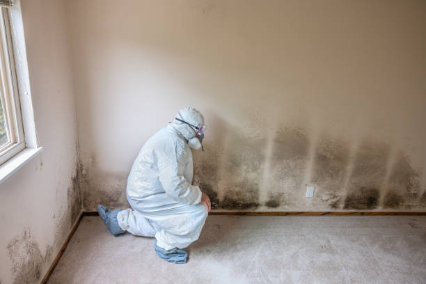 Environmental Consulting for Mold Prevention in Woodway, WA